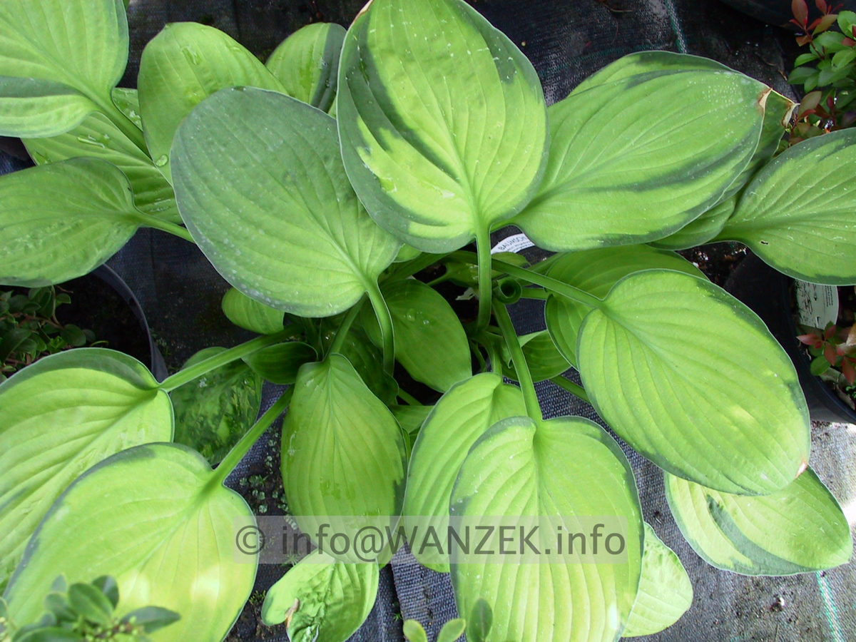 Hosta Hybride Janet 03 schattiger Stand.jpg